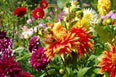 Colorful flowers including dahlias in a garden setting