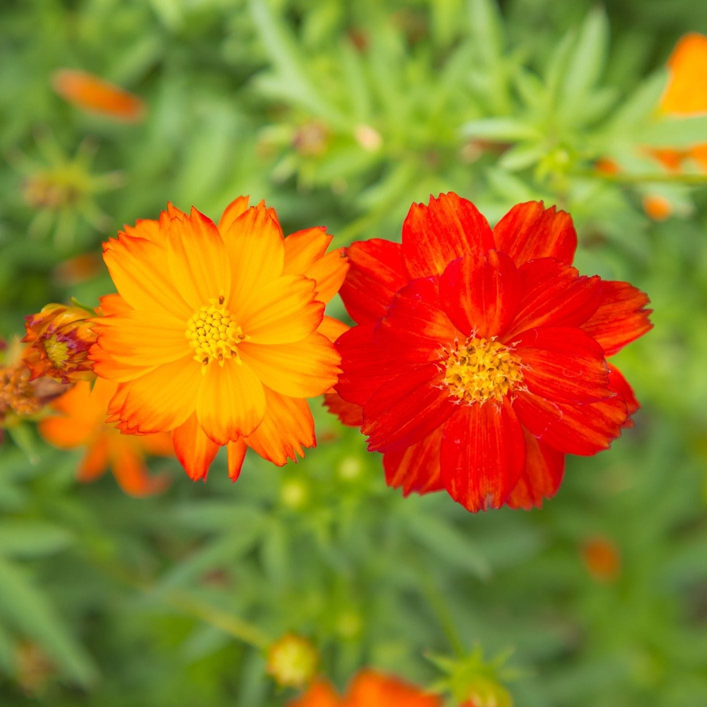 Two orange flowers with a blurred green background