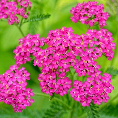 Close-up of pink flowers with green leaves on a blurred green background