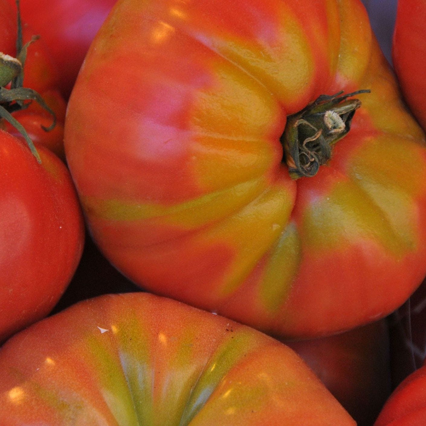 Tomato – Big Rainbow Heirloom