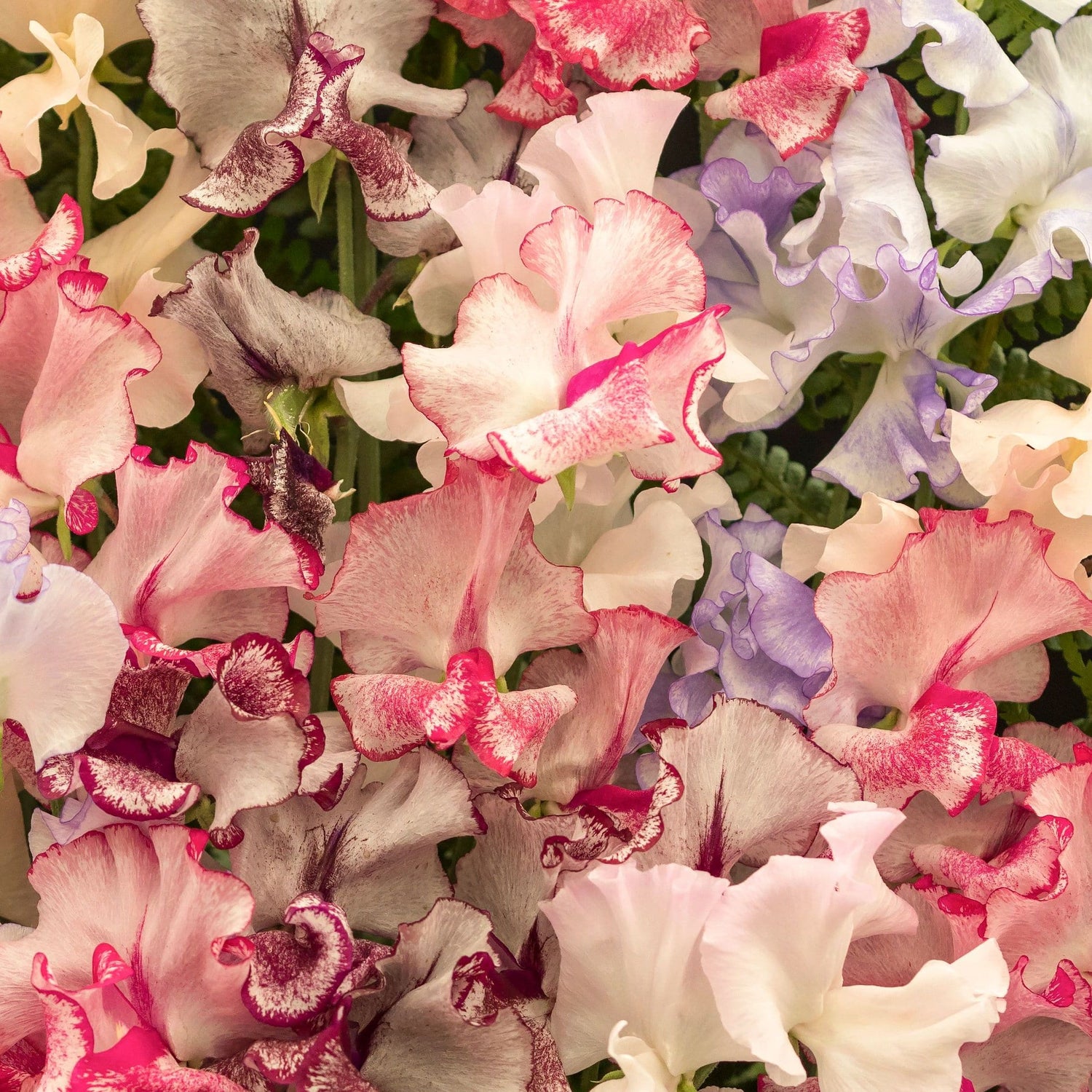 Sweet Pea – Spencer Choice Stripe Mix