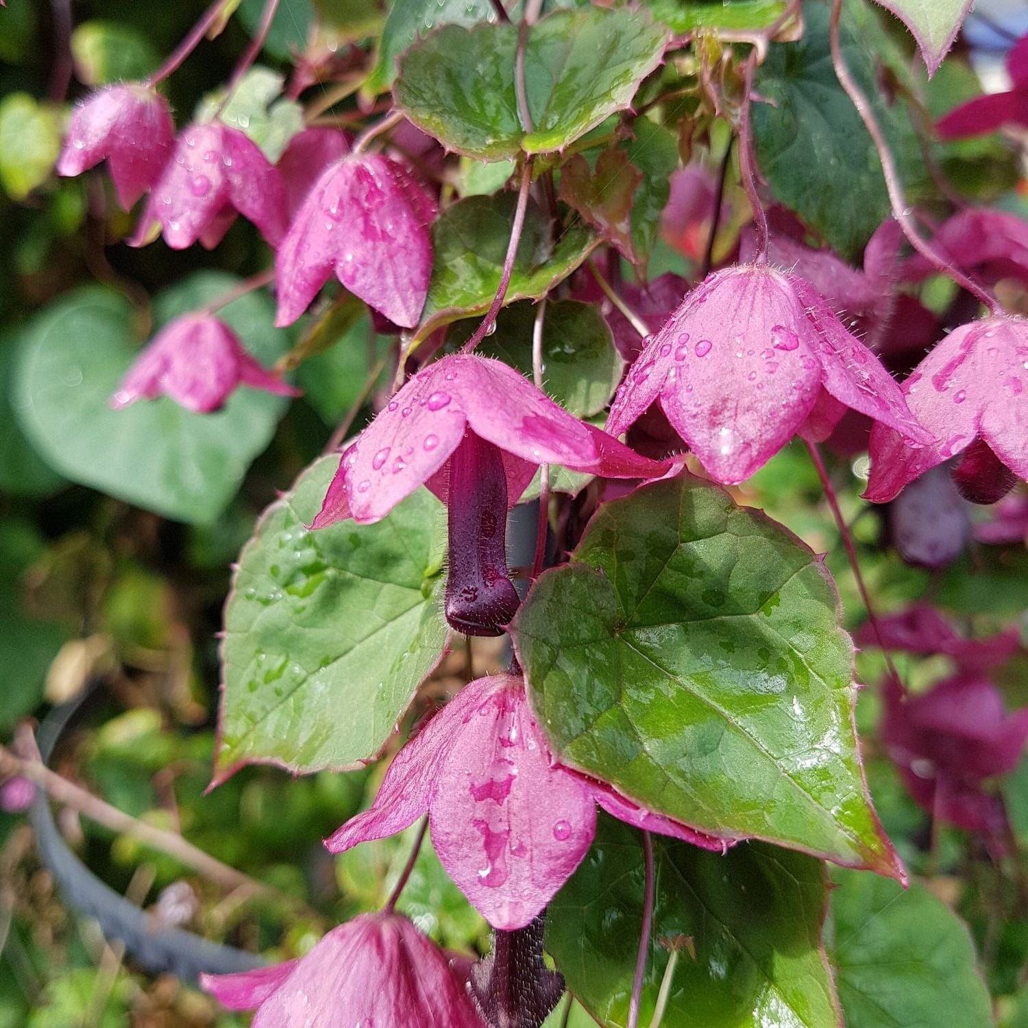Pink flowers with green leaves on a blurred natural background