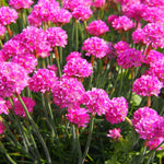 Close-up of pink flowers with green stems and leaves.