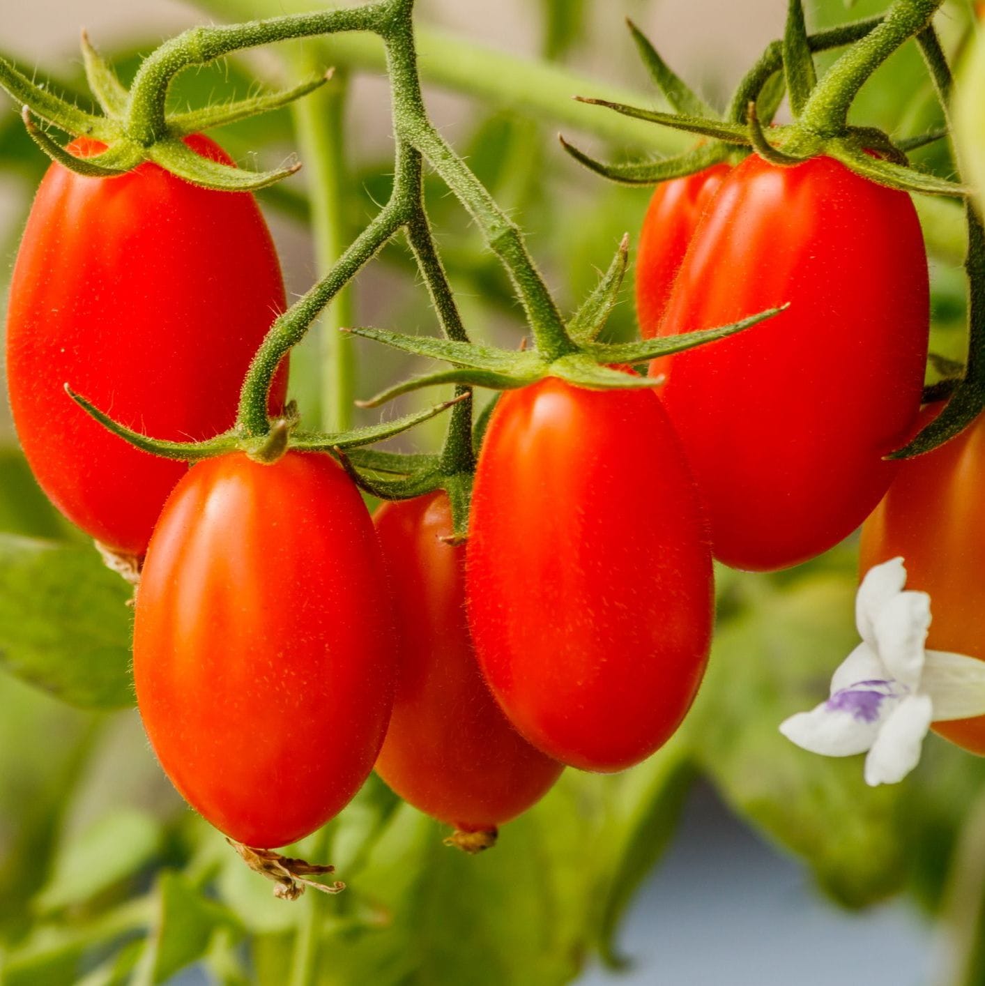 Tomato – Napoli Paste (Heirloom)