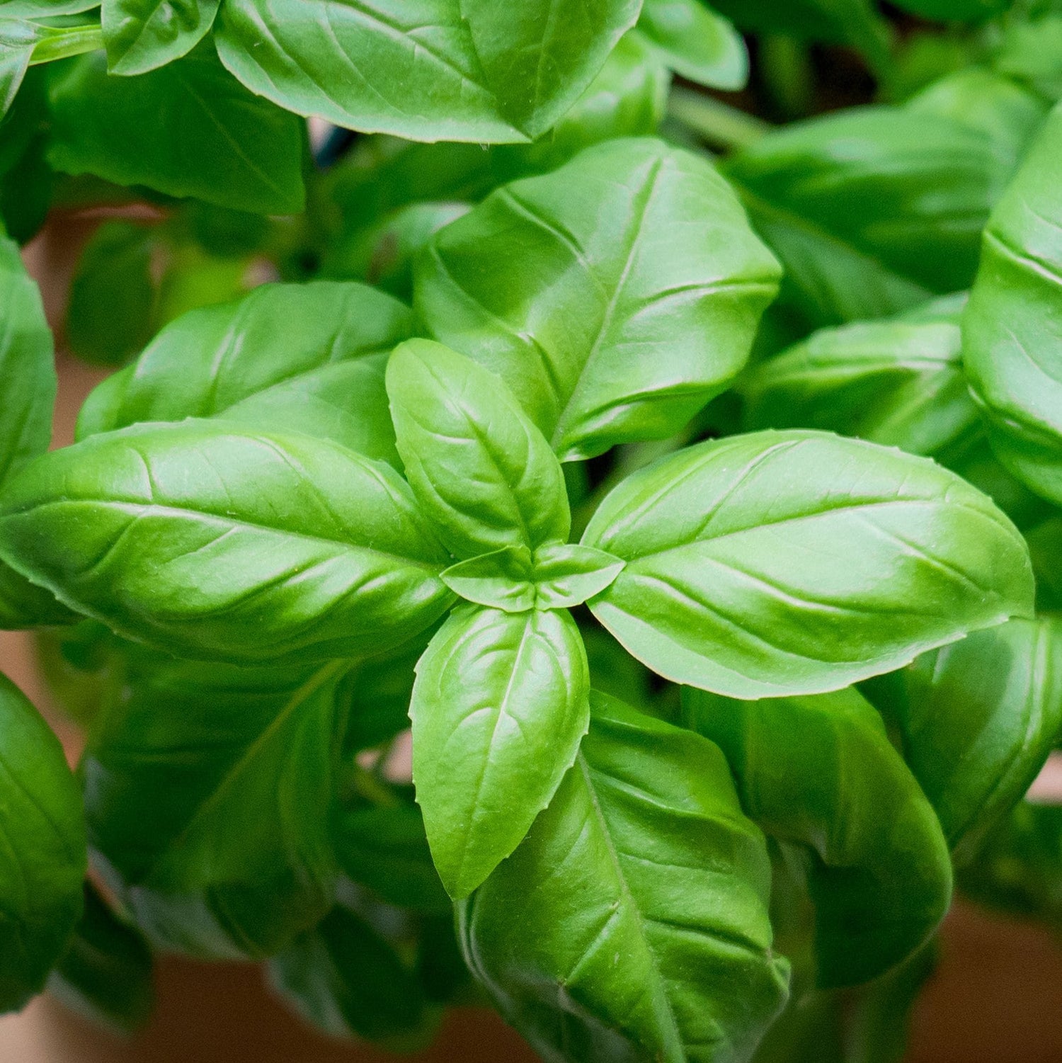 Basil – Italian