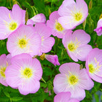 Organic Garden Selection