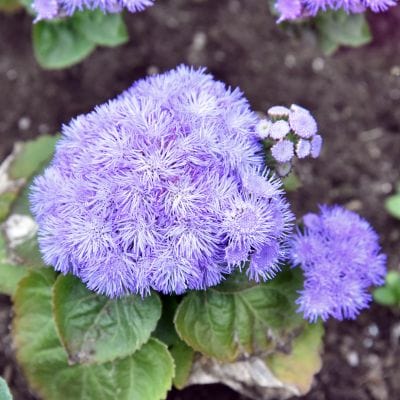 Close-up of a purple flower with green leaves on a blurred natural background